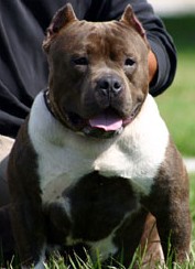 CLP'S TRUE TANK THE SAMURAI PACO